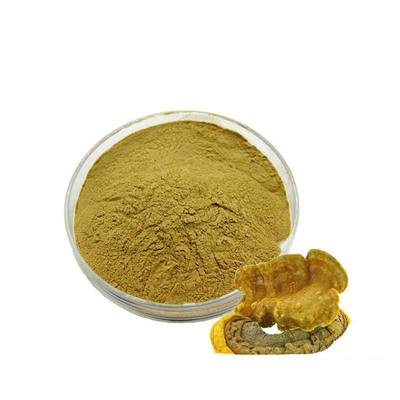 Factory hot selling Food Grade Phellinus Linteus Extract 30% 50% 60%