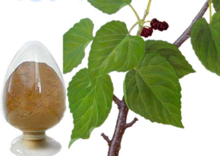 Natural Mulberry Leaf Extract 10%~50% Polysaccharide Powder