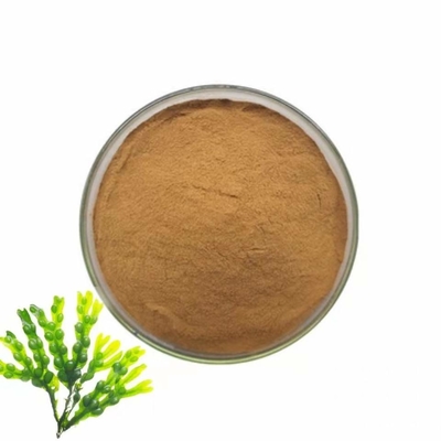 Raw Pure Plant Extracts Seaweed Burdock Extract Powder 10/1