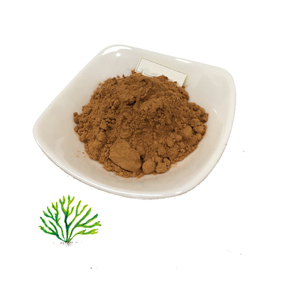 Dried Pure Plant Extracts Organic Irish Sea Moss Extract 10/1 100/1