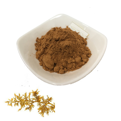 Dried Pure Plant Extracts Organic Irish Sea Moss Extract 10/1 100/1