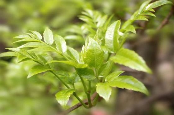 Dihydromyricetin 98% Vine Tea Extract For Anti Hangover 27200-12-0